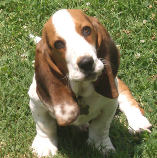 basset
