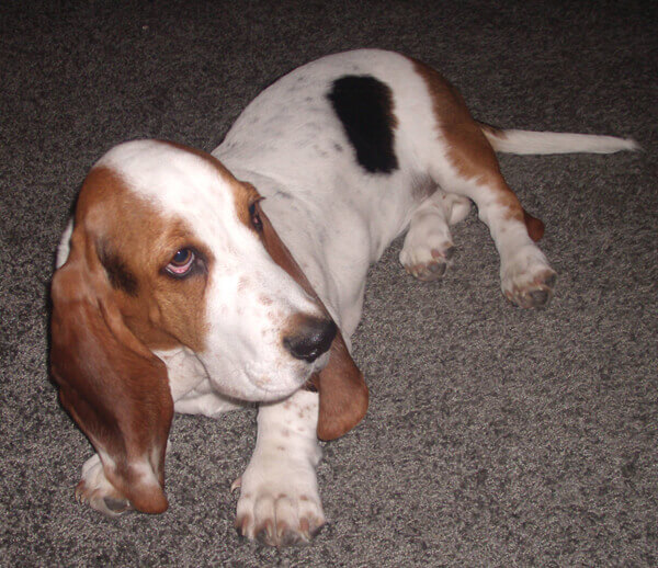 basset hound