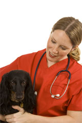 vet and dog