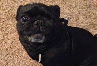pug