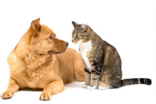 dog and cat