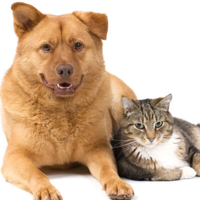 dog cat