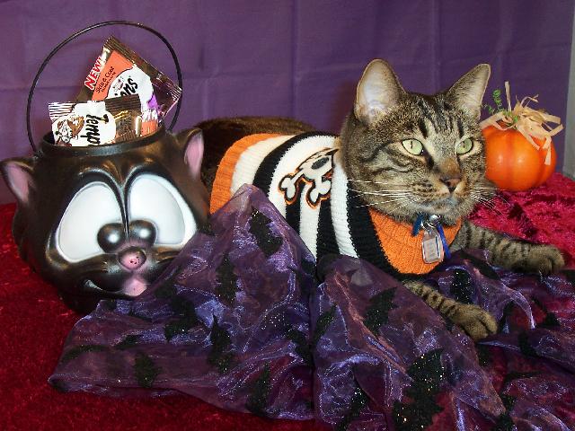 Ranger halloween