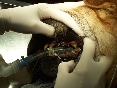 before dental