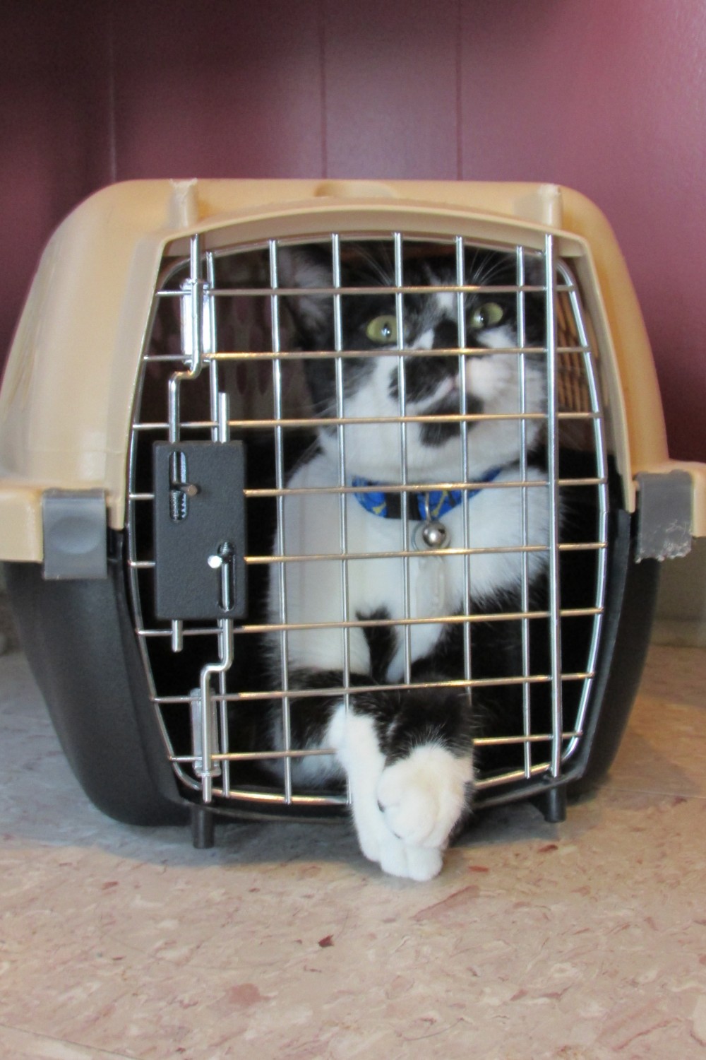 binx in kennel