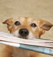 dog reading