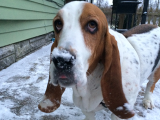 basset hound in snow
