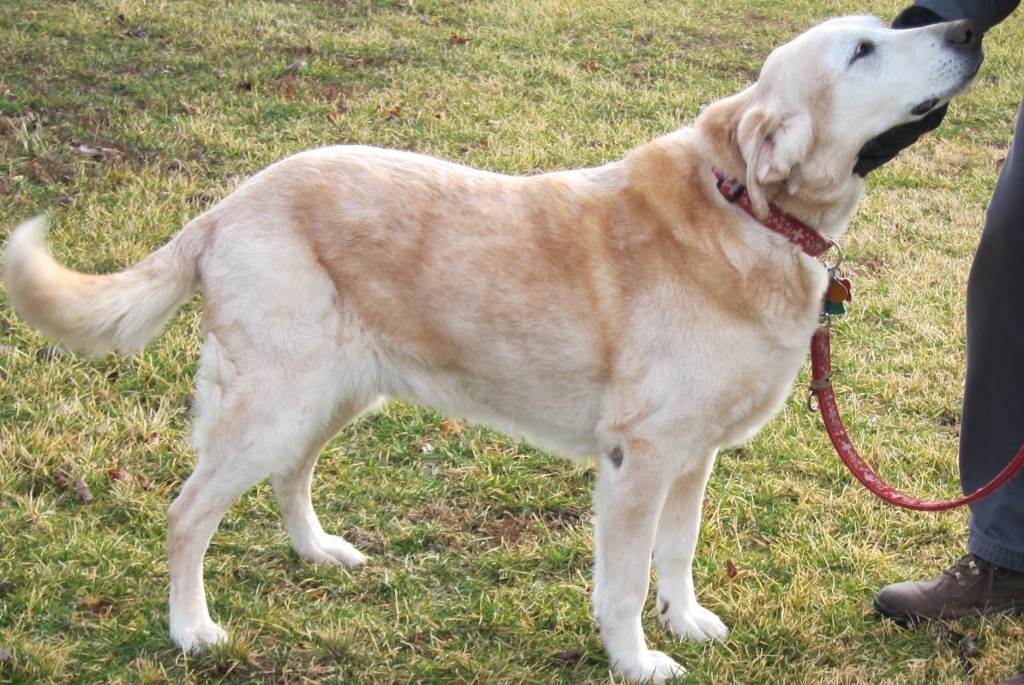 Butterscotch walking