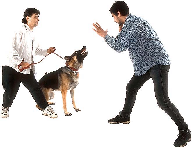dog on leash