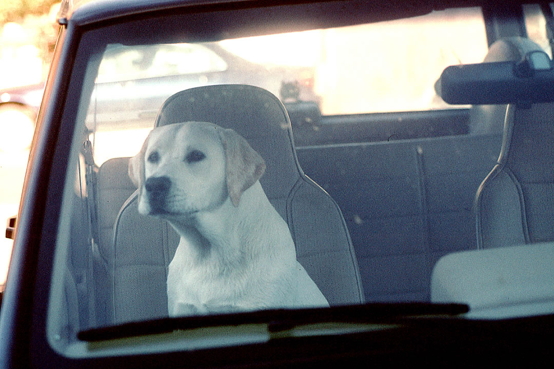dog in car