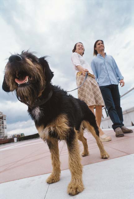 dog on leash