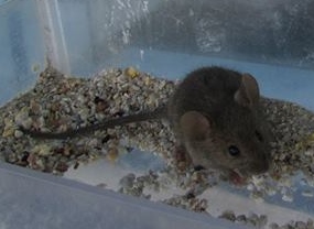 mouse