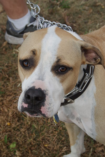 dog with prong collar