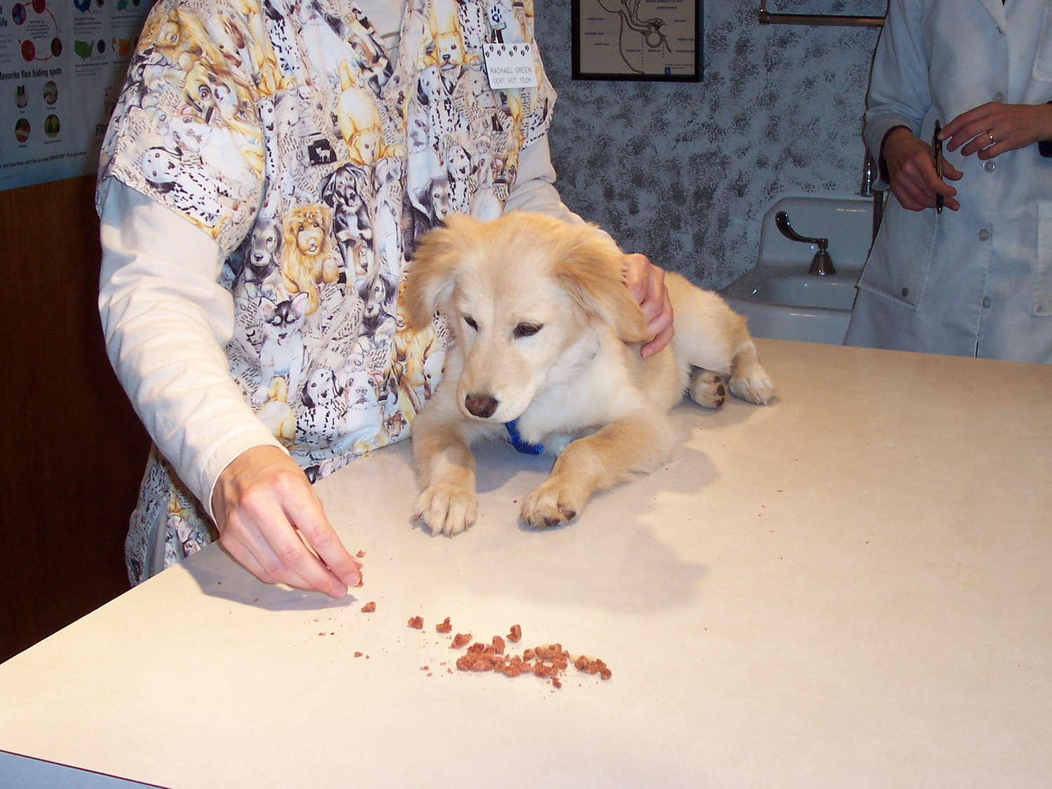 Puppy's first exam with treats - Okaw Vet Clinic