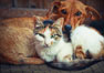 hond en kat