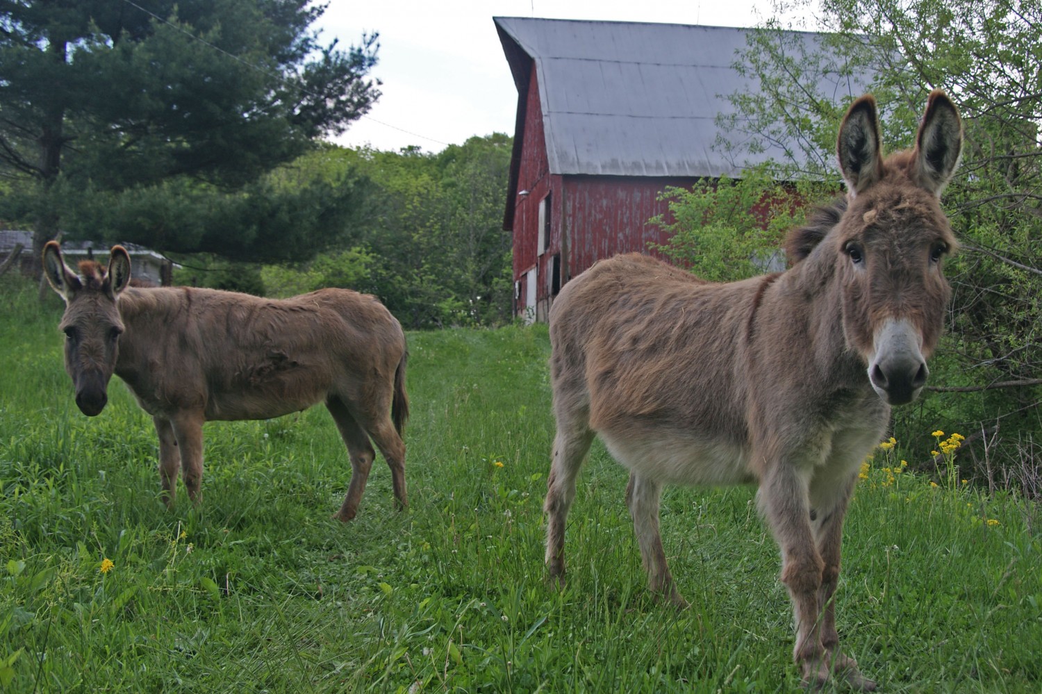 Chester and Charlene