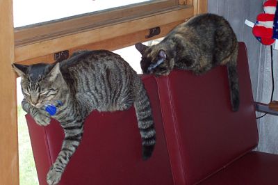 Clinic Cats on Chairs