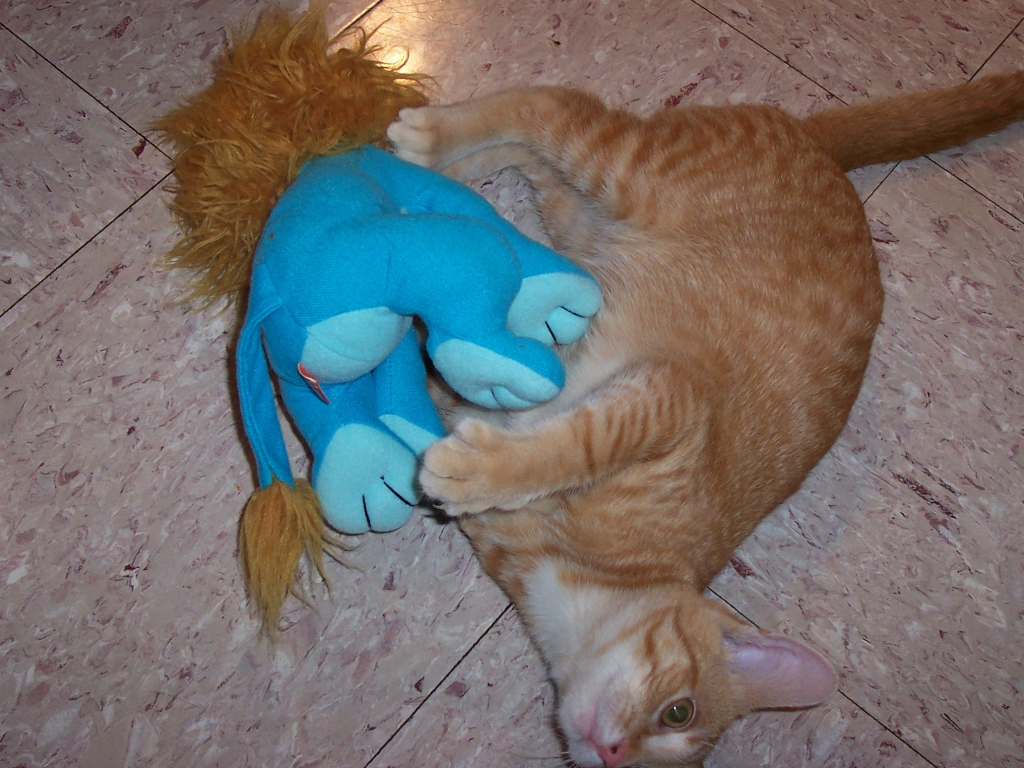 cat wrestling toy