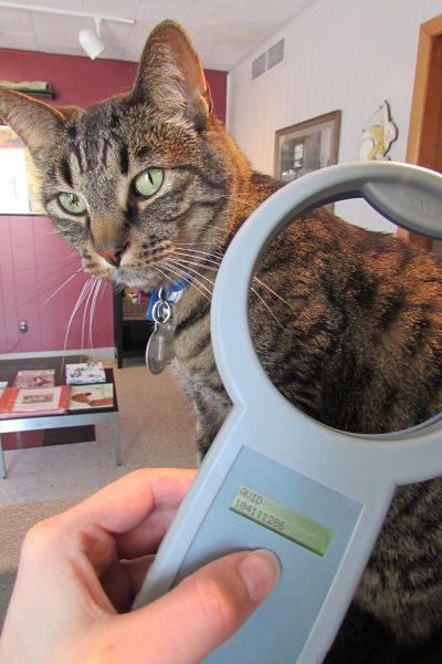 Scanning for a microchip - Okaw Vet Clinic - Tuscola, IL